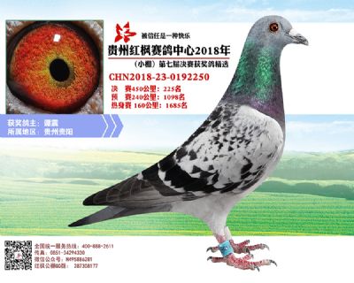 红枫小棚决赛225名