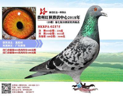 红枫小棚决赛238名