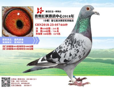 红枫小棚决赛245名