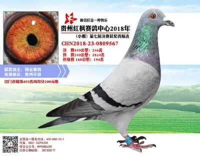 红枫小棚决赛246名