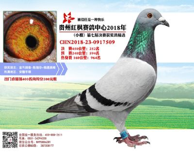 红枫小棚决赛252名