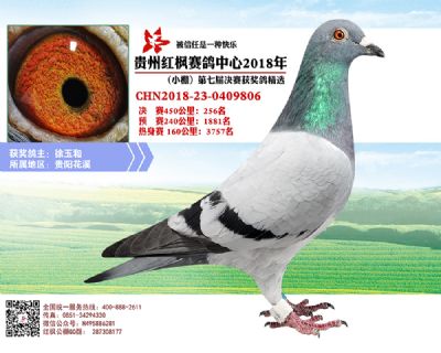 红枫小棚决赛256名
