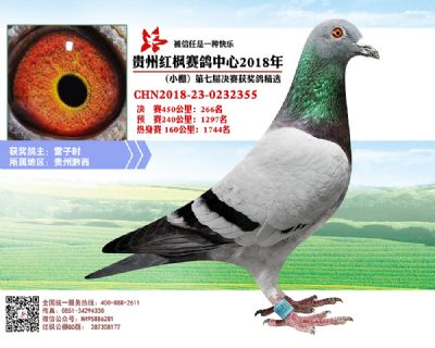 红枫小棚决赛266名