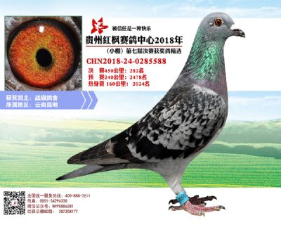 红枫小棚决赛282名