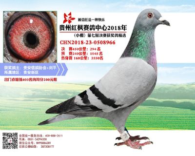 红枫小棚决赛294名