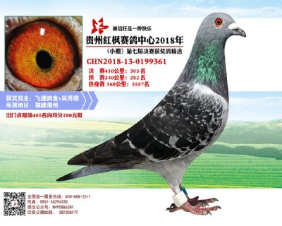 红枫小棚决赛303名