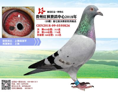 红枫小棚决赛315名