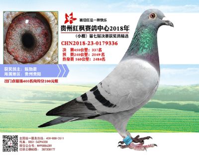 红枫小棚决赛337名
