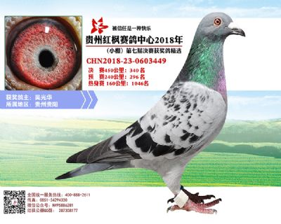 红枫小棚决赛340名