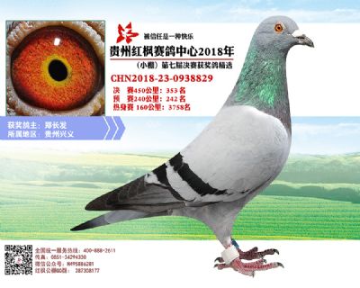 红枫小棚决赛353名