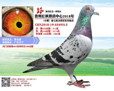 红枫小棚决赛372名