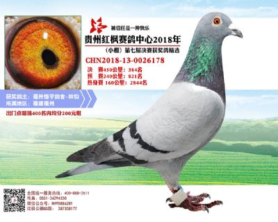 红枫小棚决赛384名