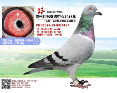 红枫小棚决赛400名