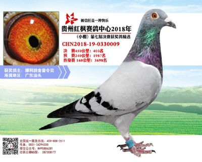 红枫小棚决赛403名