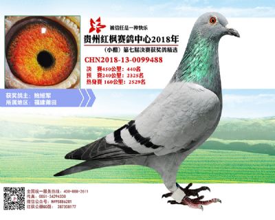 红枫小棚决赛440名