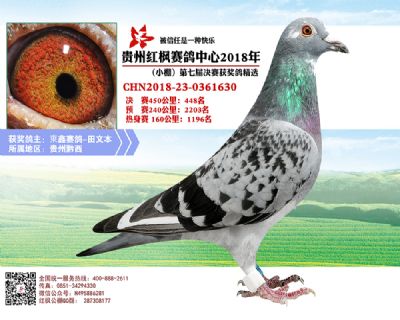 红枫小棚决赛448名