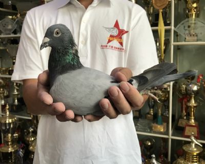 天体12-160901 雌 公棚首选路易十三近血
