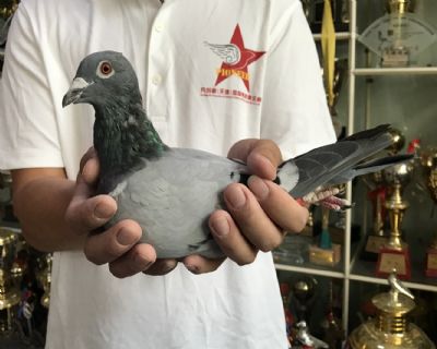 天体14-150269 雌 经典配对阿波罗+拿破仑