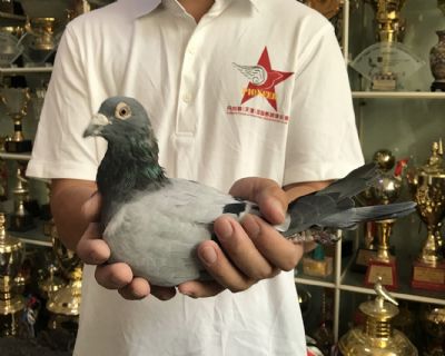 天体14-150559 雄 稳中求胜路易十三+利奥