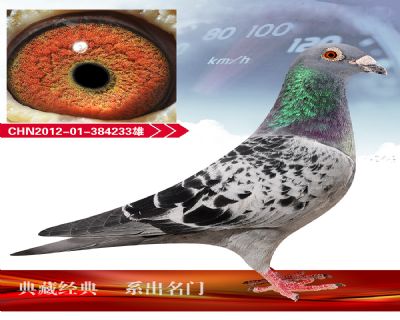 詹森小火箭 回血种鸽