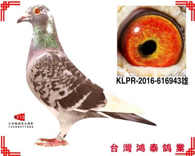速霸龍 五關綜合92名 KLPR2016616943雄