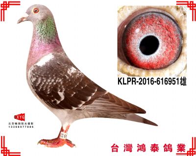 蓋比 KLPR2016616951雄