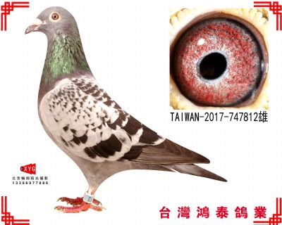 蓋比 TAIWAN2017747812雄