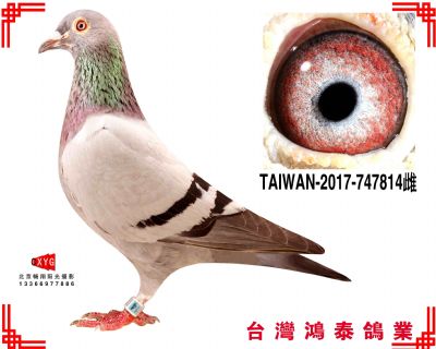 速霸龍 TAIWAN2017747814雌