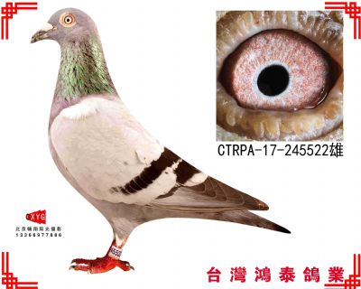 詹森 CTRPA17245522雄