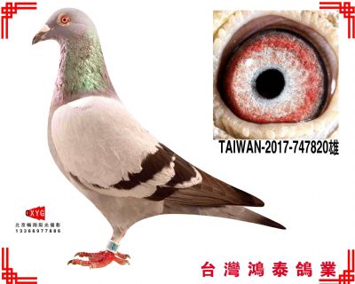 ղɭ TAIWAN2017747820