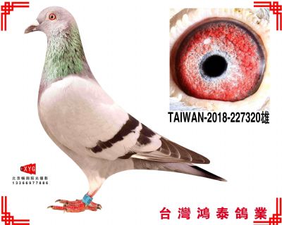 速霸龍 TAIWAN2018227320雄