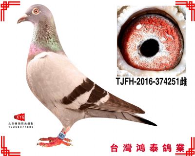 蓋比 TJFH2016374251雌