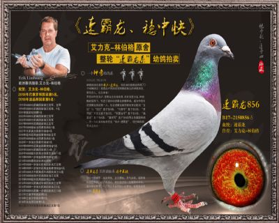 速霸龙856