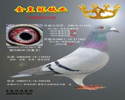 金皇冠617副本