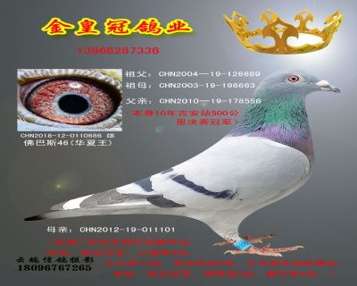 金皇冠686副本