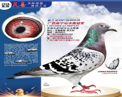 贵州天喜决赛冠军