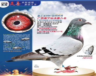 贵州天喜决赛8名