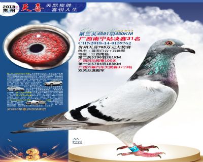 贵州天喜决赛31名