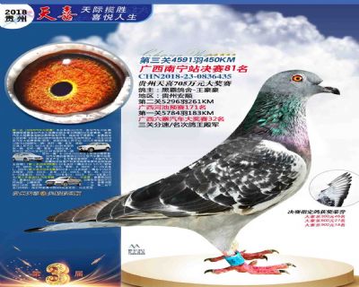 贵州天喜决赛81名