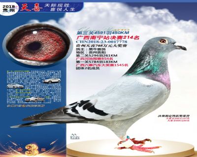 贵州天喜决赛214名