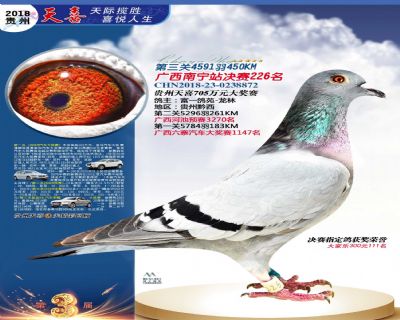 贵州天喜决赛226名