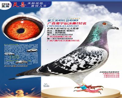 贵州天喜决赛232名