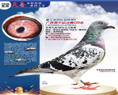 贵州天喜决赛233名