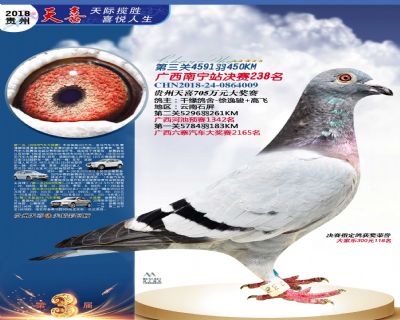 贵州天喜决赛238名