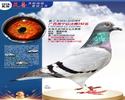 贵州天喜决赛242名