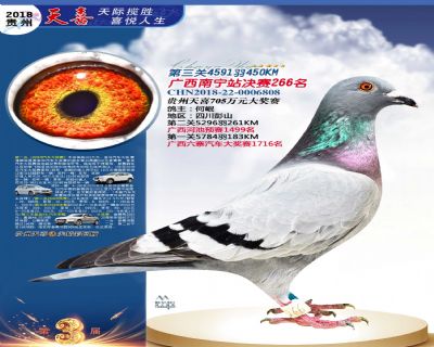 贵州天喜决赛266名