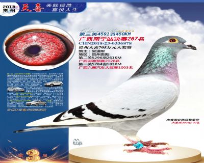 贵州天喜决赛267名