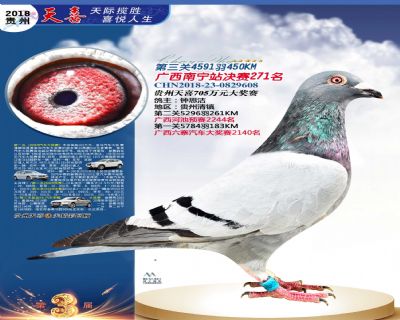 贵州天喜决赛271名