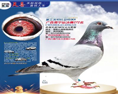 贵州天喜决赛272名