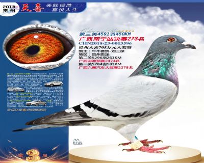 贵州天喜决赛273名